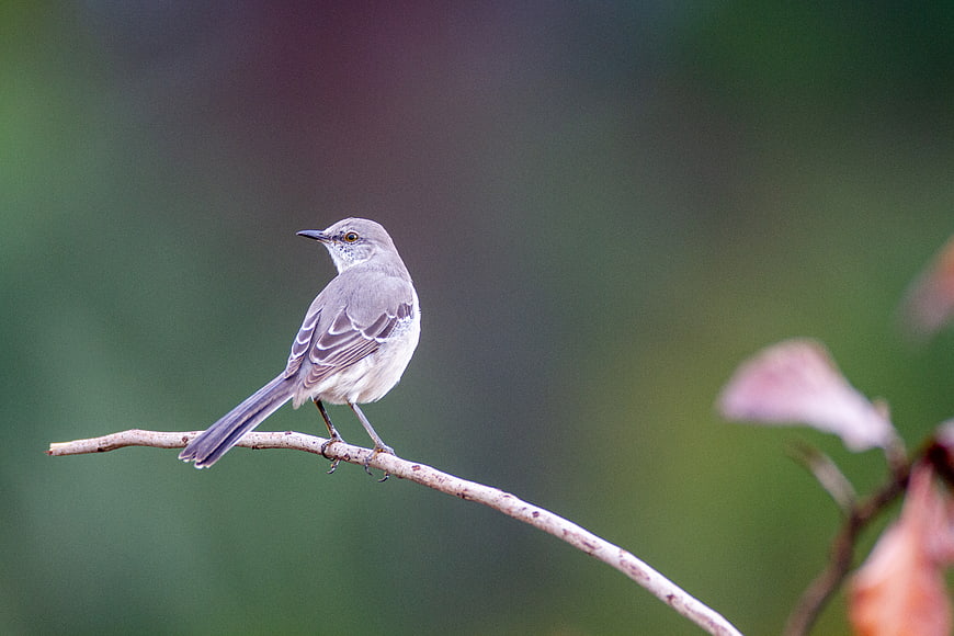Northern Mockingbird perched on a branch with blurred green background