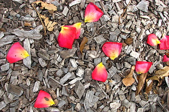 Fallen pink rose petals on wood chip mulch