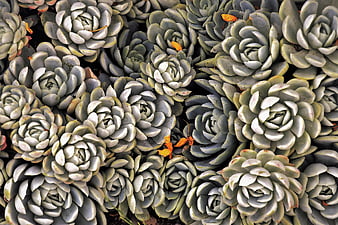 Dense Aeonium Succulent Rosettes Pattern With Orange Flower Accents