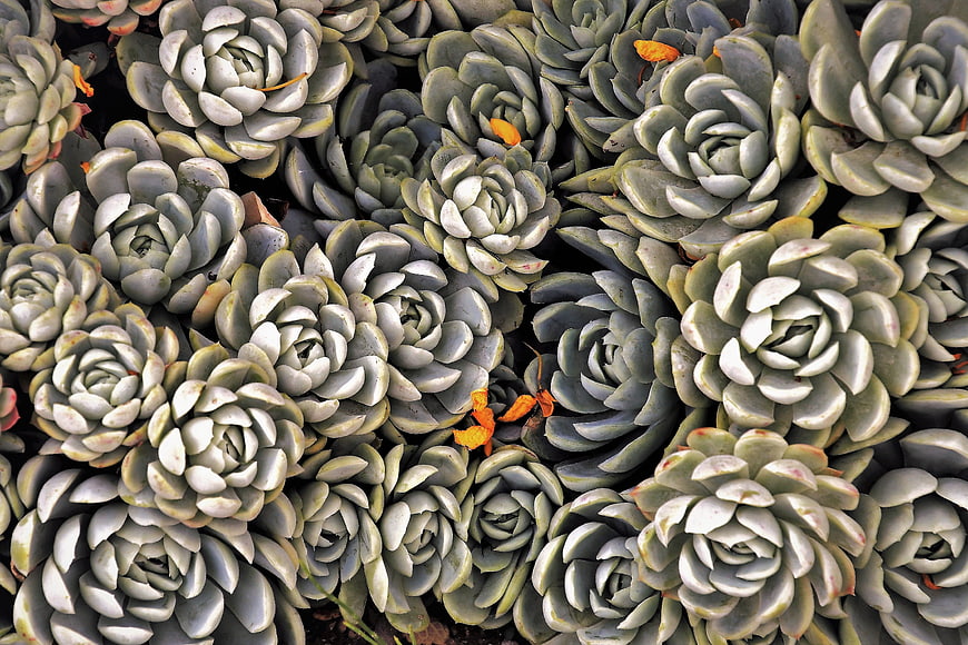 Dense Aeonium Succulent Rosettes Pattern With Orange Flower Accents