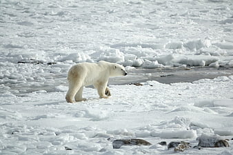 Polar bear walking on arctic sea ice and snow