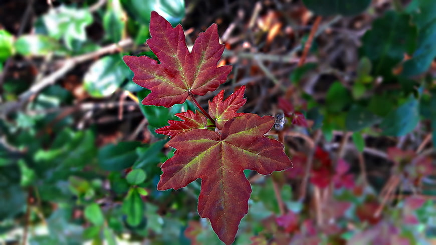 Close-up of vibrant red maple leaves against green foliage