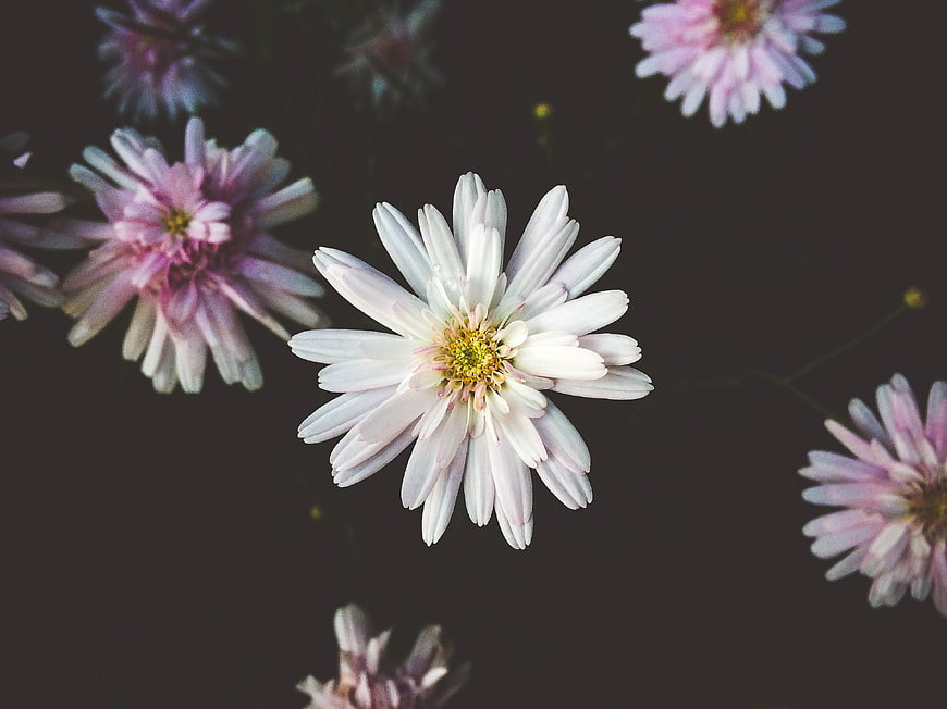 White and pink chrysanthemums on dark background