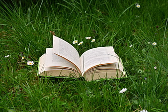 Open book lying in green grass with daisies