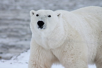 Close-up of a majestic polar bear in snowy arctic habitat