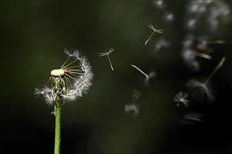 Dandelion seeds floating in the wind against a dark green background