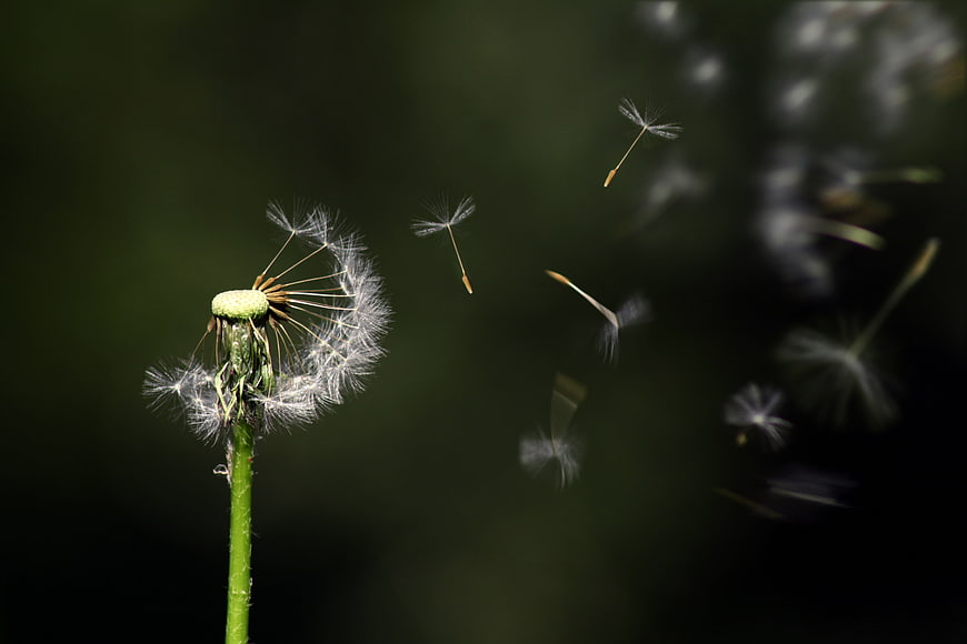 Dandelion seeds floating in the wind against a dark green background