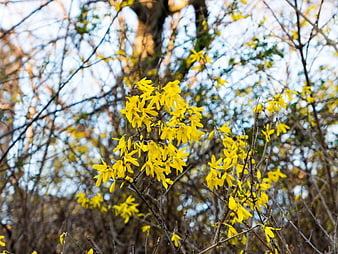 Vibrant Yellow Forsythia Flowers Blooming on Branches
