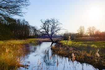 Serene River Landscape with Solitary Tree at Sunset