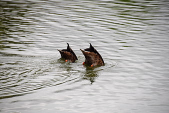 Two brown ducks diving upside down in rippling lake water