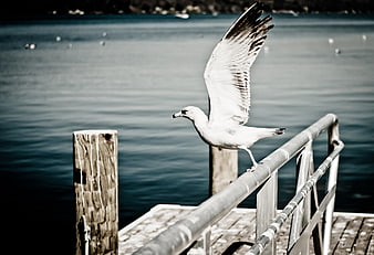 Seagull Landing on Wooden Dock Railing by Water