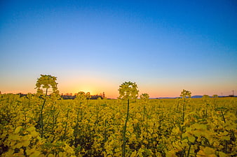 Vibrant Yellow Canola Flower Field at Sunset
