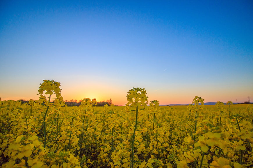Vibrant Yellow Canola Flower Field at Sunset