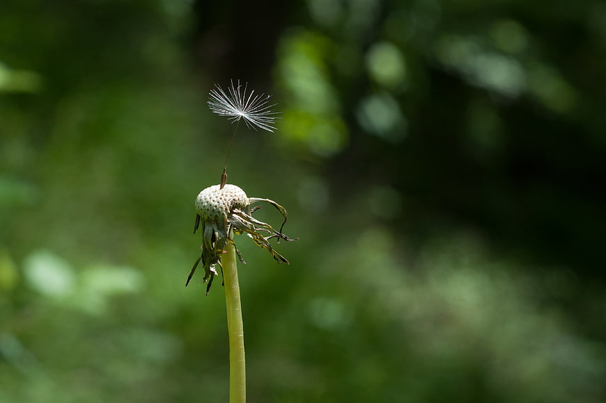 Dandelion seed blowing away in the wind