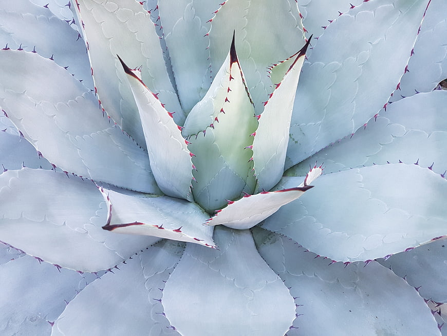 Close-up of Blue Agave Plant with Red Spines