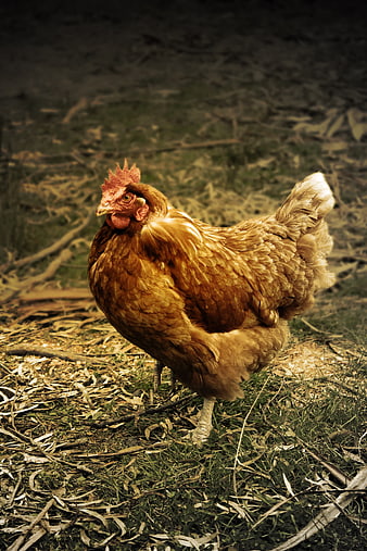 Golden Hen Standing on Farmyard Ground
