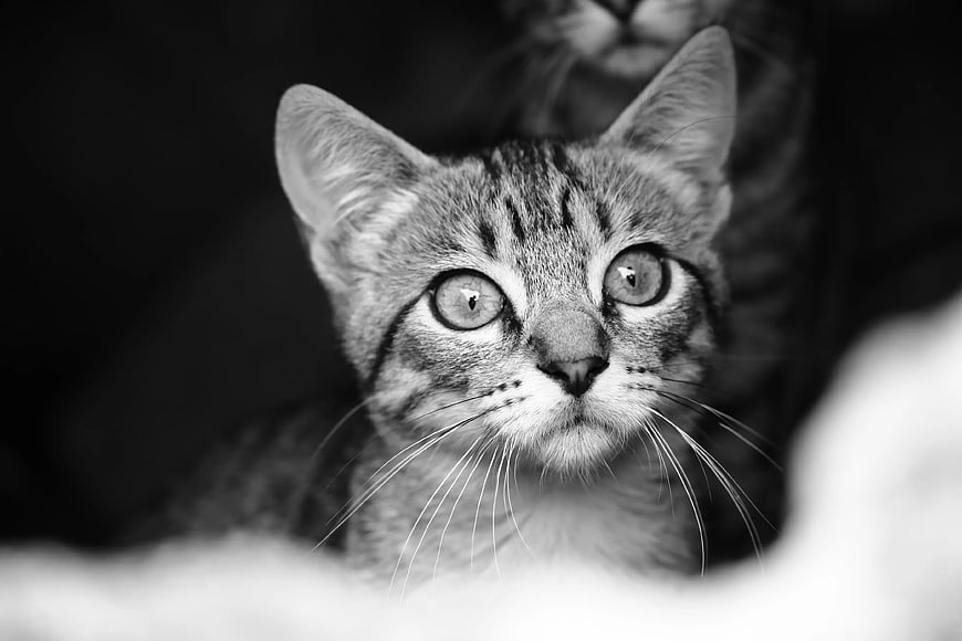 Close-up black and white portrait of a curious tabby kitten