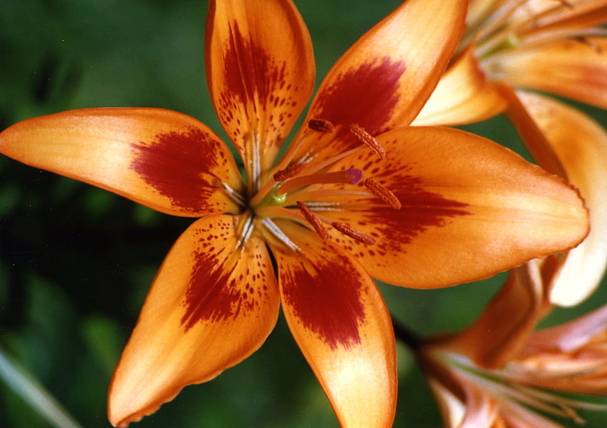 Close-up of vibrant orange lily with red speckles