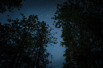 Starry Night Sky Through Pine Tree Silhouettes