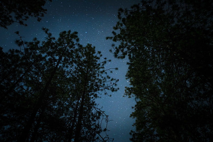 Starry Night Sky Through Pine Tree Silhouettes