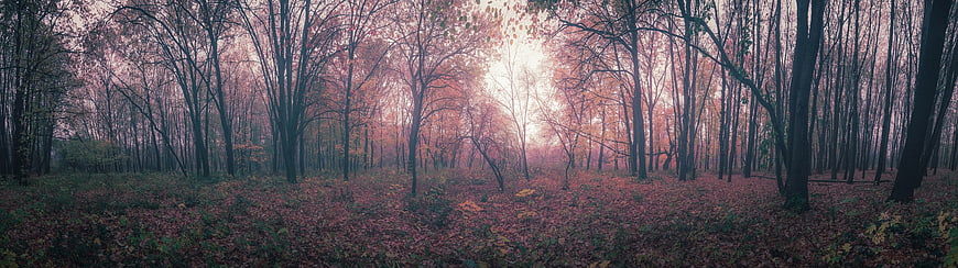 Panoramic Autumn Forest with Pink and Purple Hues