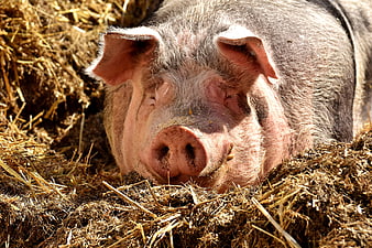 Relaxed farm pig sleeping in straw with eyes closed