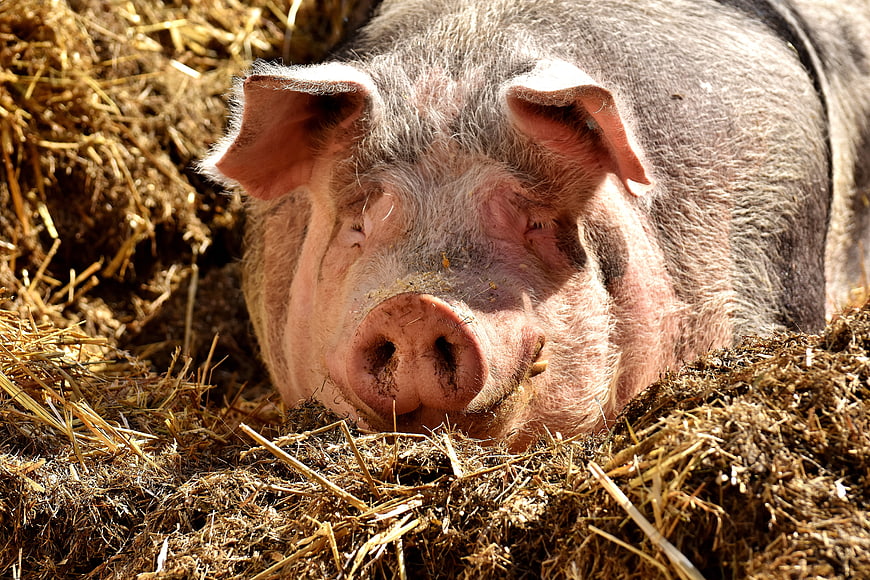Relaxed farm pig sleeping in straw with eyes closed
