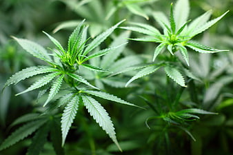 Close-up of vibrant green cannabis seedlings with serrated leaves