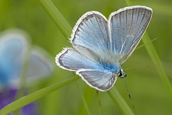 Blue butterfly resting on green grass blade in nature