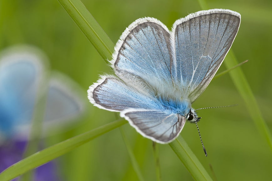 Blue butterfly resting on green grass blade in nature