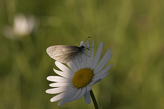 White Butterfly on Daisy with Dew Drops in Nature