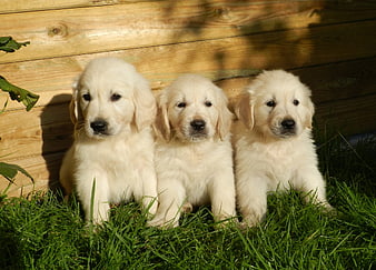 Three Golden Retriever Puppies Sitting on Grass