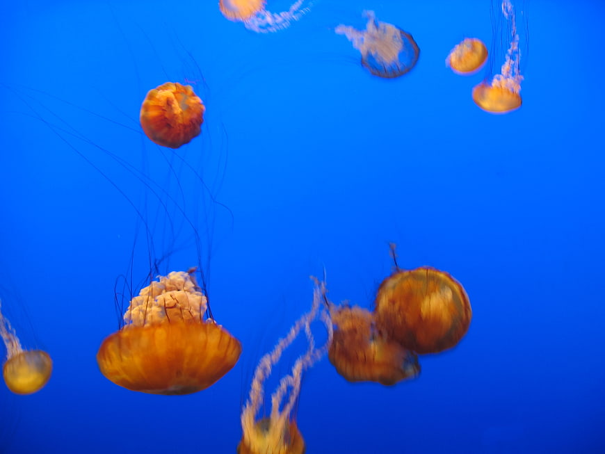 Orange Jellyfish Swimming in Blue Water