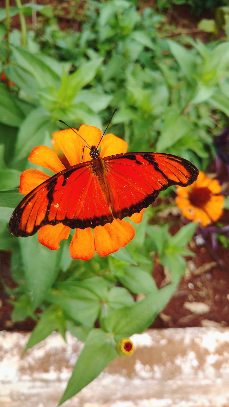 Vibrant Red Butterfly on Orange Zinnia Flower