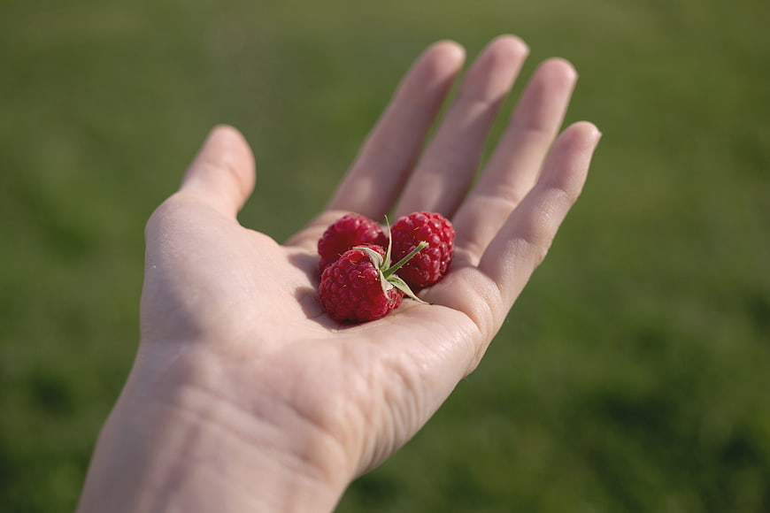 Hand holding fresh raspberries on green grass background