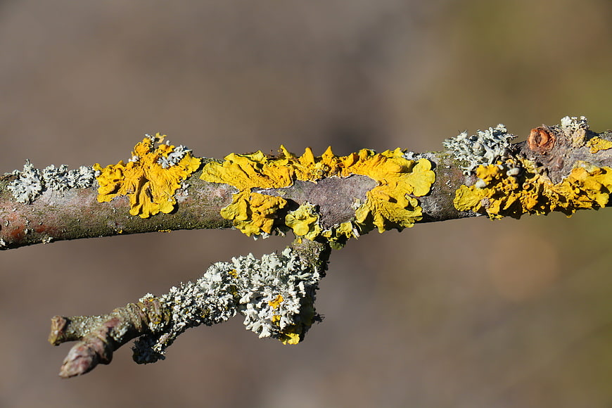 Close-up of yellow and grey lichen on a tree branch