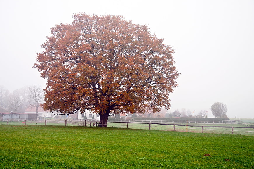 Lone autumn tree in foggy green meadow