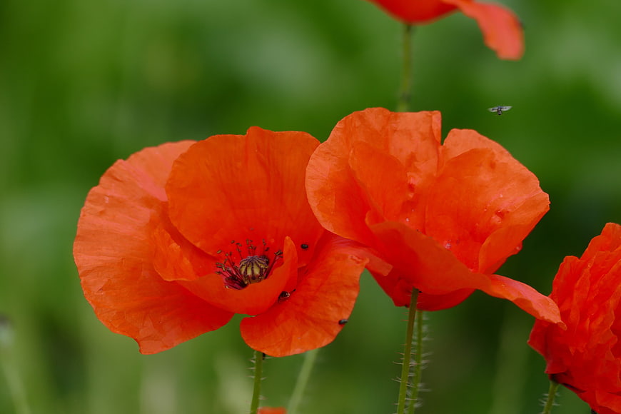 Vibrant Red Poppies in a Green Field