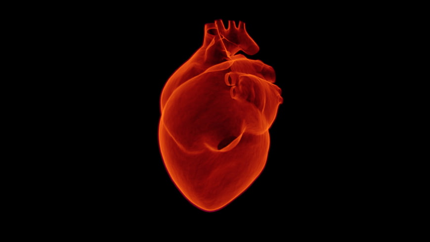 Glowing 3D Human Heart on Black Background