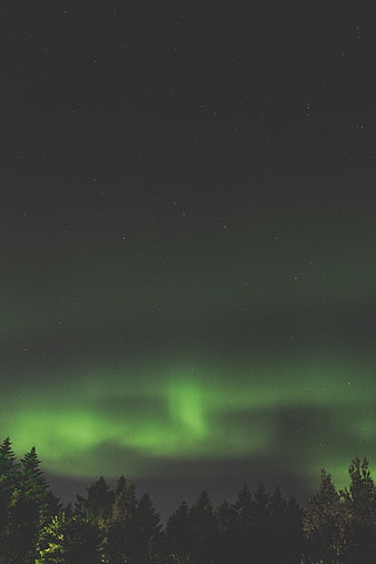 Green Aurora Borealis Over Dark Forest Silhouette