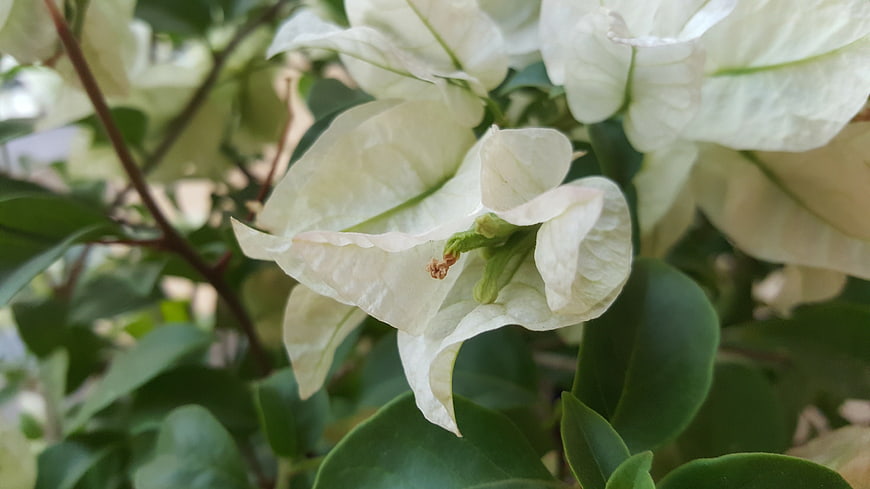 Close-up of delicate white bougainvillea flowers with green leaves