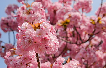 Close-up of vibrant pink cherry blossoms against blue sky