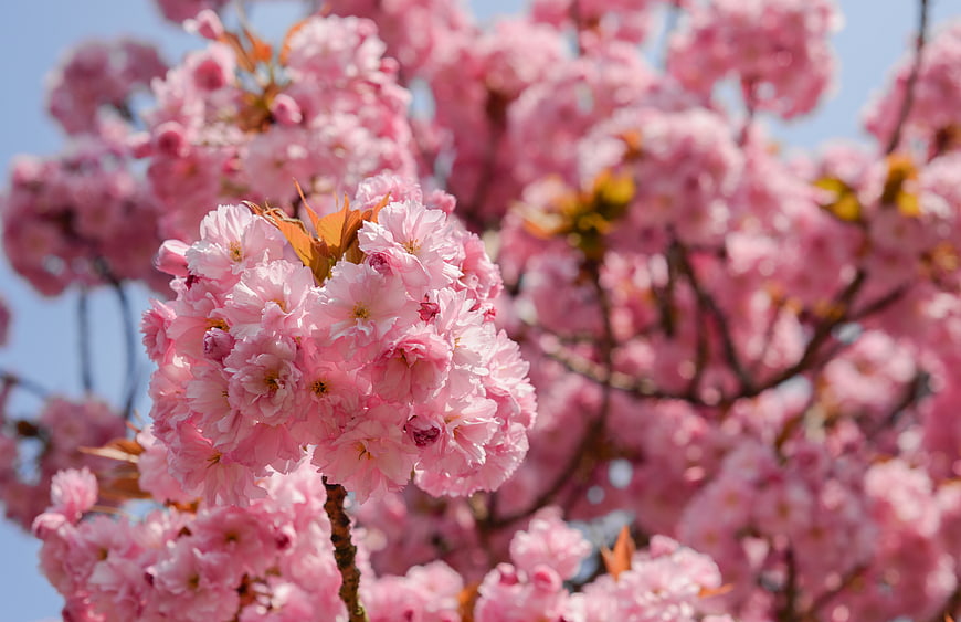 Close-up of vibrant pink cherry blossoms against blue sky