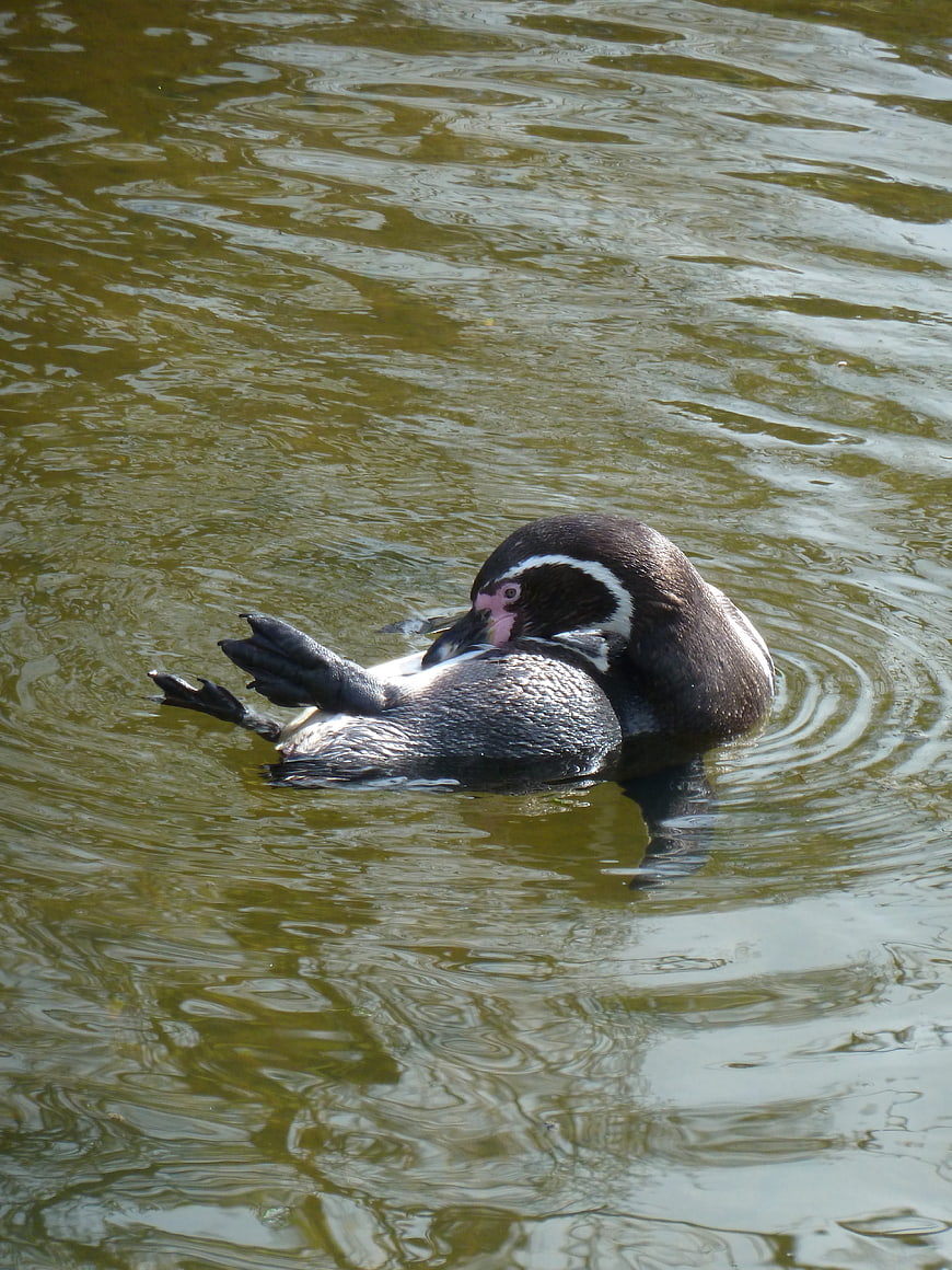 Magellanic Penguin Grooming in Murky Water