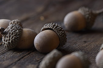 Close-up of Acorns on Rustic Wooden Surface