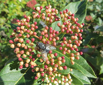 Close-up of a fly on pink and green flower buds