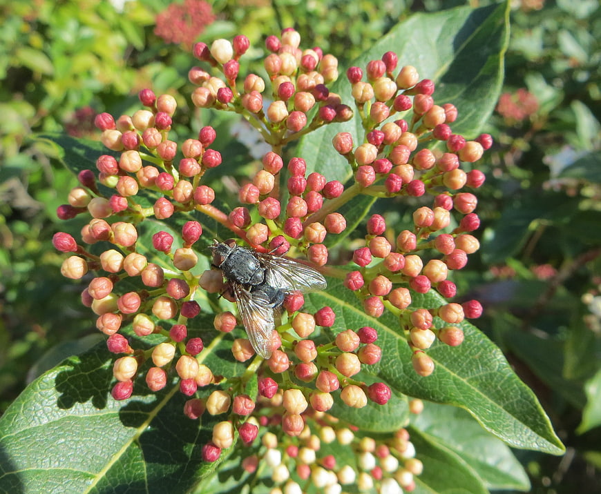 Close-up of a fly on pink and green flower buds