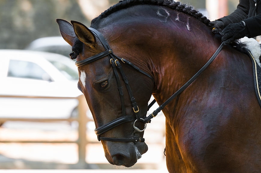 Close-up of a dark bay dressage horse head with braided mane