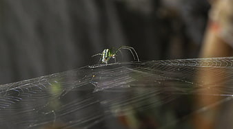 Green and Yellow Spider on Web in Nature