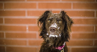 Cute brown dog with snow on nose against brick wall